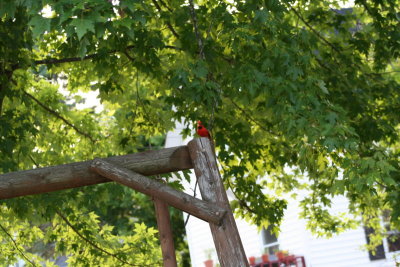 Cardinal... very very rare seen around here!