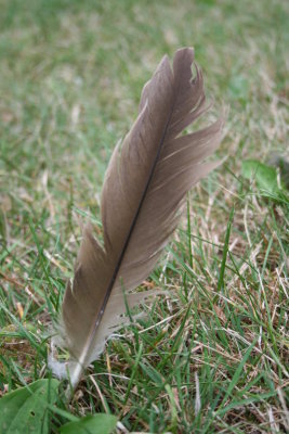 A Loose Feather Blowing Freely