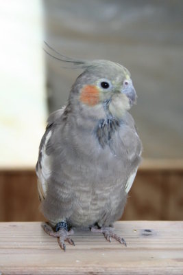 Pretty Blue-Gray Bird