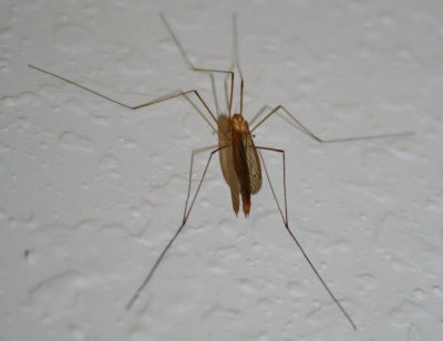 Stop Bugging Me!