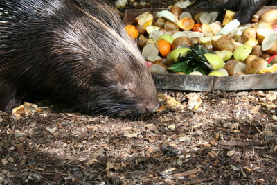 Yummy Snack!