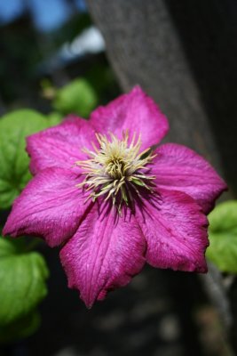 Pretty Floral Color N' Shape...