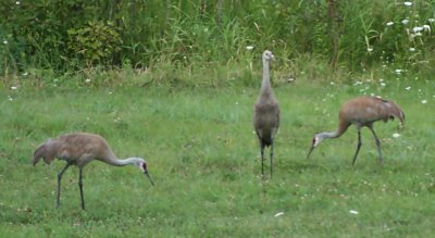 Red-Head Cranes Eating a Snack...