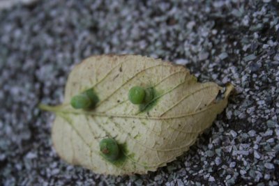 Caterpillar Eggs says my 5 Year Old!