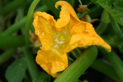 a Budding Zucchini~