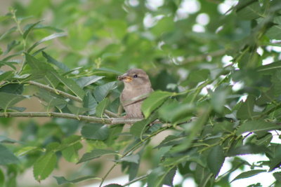 Baby Birdie Getting Some Lunch