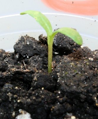 Marigold Growing...