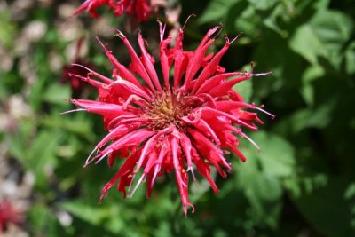 Spikey Deep Pink Flower...