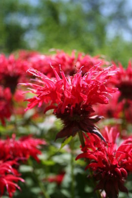 Beautiful Deep Pink Spikey Flowers...
