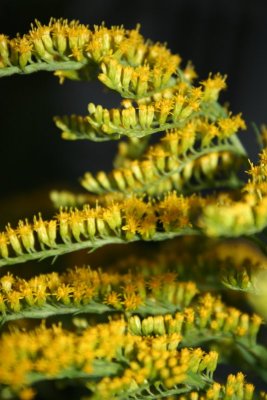 Yellow Leafy Thing...