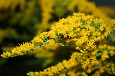 Yellow Leafy Thing...