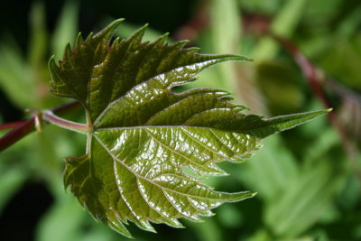 Shiny Olive Green Leaf