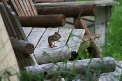 Chipmunk on the Lawn Chair...