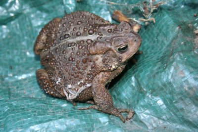 Toadily Cool...