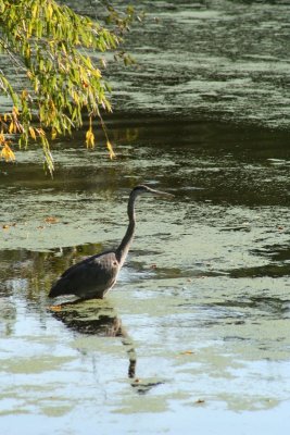 Crane's Reflection...