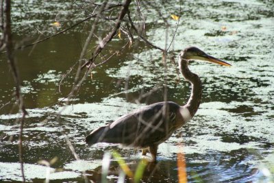 Crane on the Lookout...