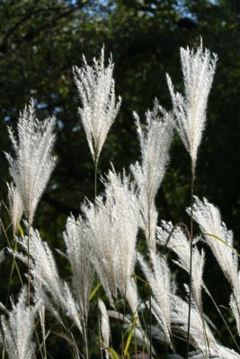 Blowing in the Wind...