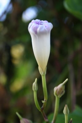 Flower of Innocense...