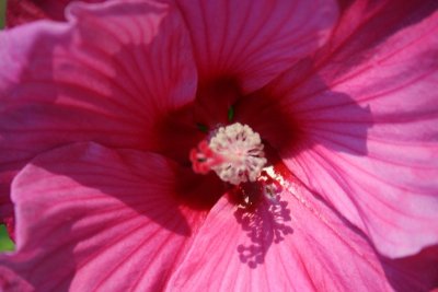 Looking Inside the Pink...
