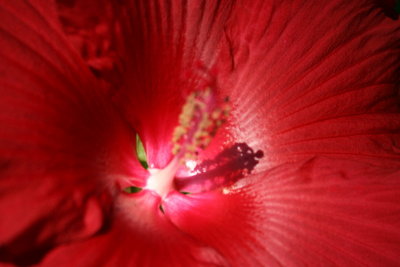 Looking Inside the Red...
