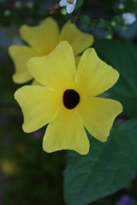 Brown Eyed Susan...