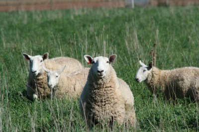 Hello... says the Sheep...