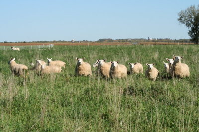 Sheep Family...