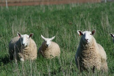 Looking atcha'... says the Sheep