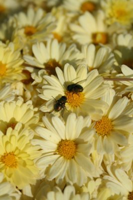 2 Busy Flies...