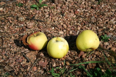 3 Fallen Apples ...