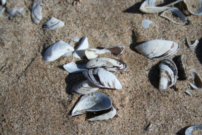 Sea Shells