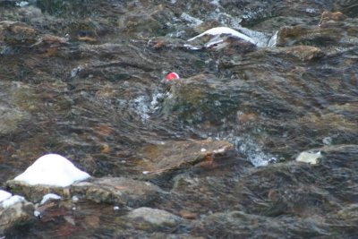 Woh, a Lost Bobbin From the Other Side!