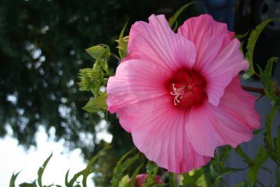 IMG_6961.JPG