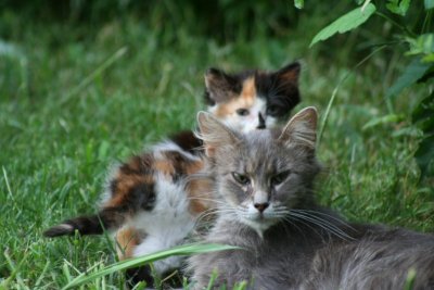 OK Kits'!