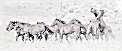 Stallions Fight for the Mares