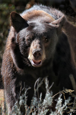 First Bear
