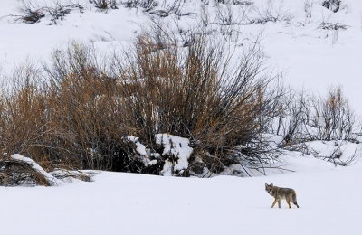 Coyote on the Hunt for a Meal