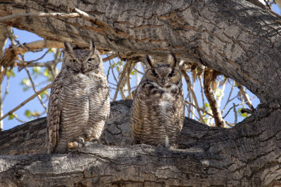 Mr. and Mrs. Great Horned Owl