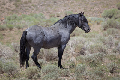 Blue... the Handsome Blue Roan Stallion