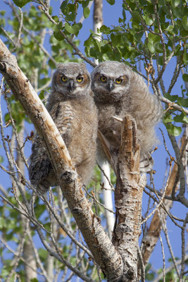 Owlets Venture out of the Nest