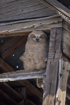 Owlet in a Barn Cupola.