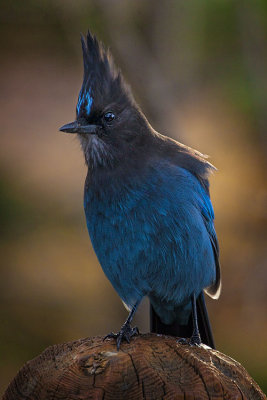 Up Close with Mr. Steller's Jay