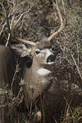 Buck in a Bush