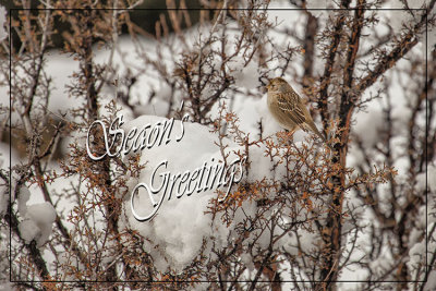 Winter Wren