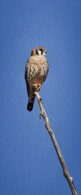 American Kestrel