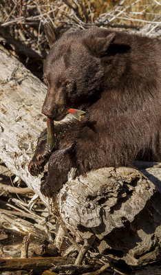 Black Bear Snack