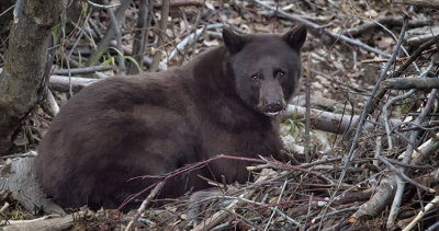 Black Bear Stare