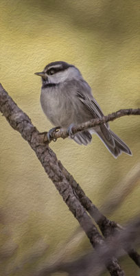 Chickadee