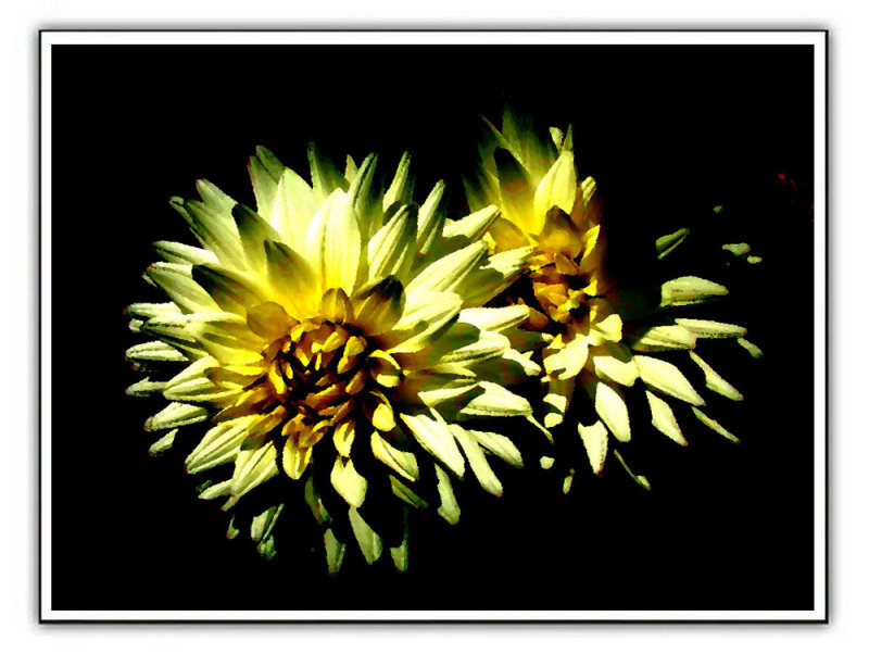 Dahlia.jpg
