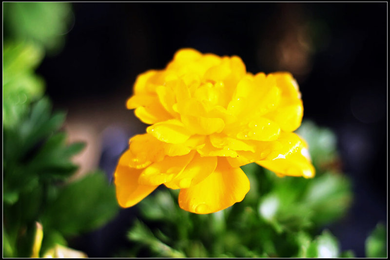 DSC_0293_1.jpg